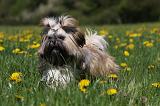 SHIH TZU 247